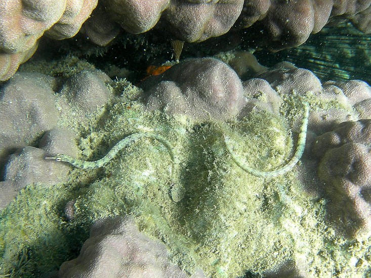 11.30- Syngnathes.JPG
